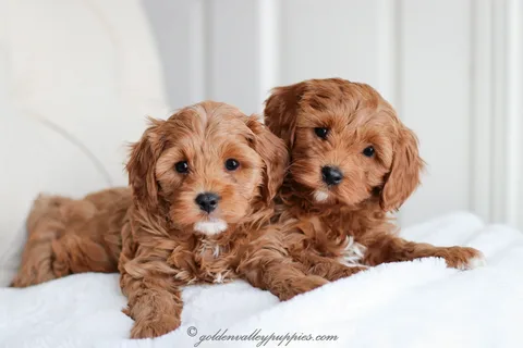 Understanding the Cavapoo Temperament: What to Expect doodles for love