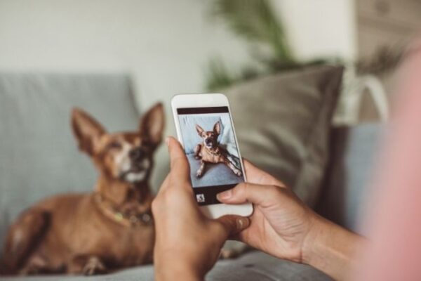 Pet Tech: A New Era in Pet Care and Technology Pet Tech