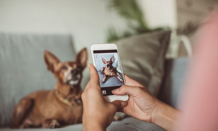 Pet Tech