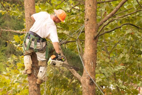 Tree Surgeon Swindon: What Services Do You Really Need Tree Surgeon in Swindon