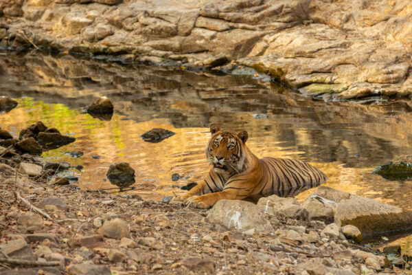 Top Wildlife Sanctuaries in Goa Every Nature Lover Must Visit wildlife sanctuaries in Goa
